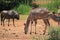 Kudus and a blue wildebeest