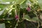 Kudzu flowers