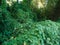 Kudzu growing near the Mississippi river