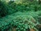 Kudzu growing near the Mississippi river in Baton Rouge