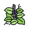 kudzu plant color icon vector illustration