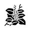 kudzu plant glyph icon vector illustration