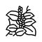 kudzu plant line icon vector illustration