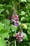 Kudzu ( Pueraria lobata ) flowers. Fabbaceae perennial vine.