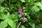 Kudzu ( Pueraria lobata ) flowers. Fabbaceae perennial vine.