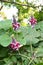 Kudzu ( Pueraria lobata ) flowers. Fabbaceae perennial vine.