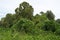 Kudzu Vine Covered Trees In North Mississippi.