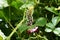 Kudzu vine flowers