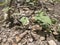 Kudzu vines over rocks with box elder bugs