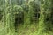 Kudzu vines, Pueraria montana, covering trees and a hillside in North Carolina