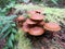 Kuehneromyces lignicola Mushrooms