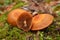 Kuehneromyces mutabilis mushroom