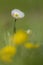 KuepferÂ´s Buttercup, Ranunculus kuepferi