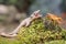 A Kuhl`s flying gecko is ready to prey on a cricket.