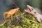 A Kuhl`s flying gecko is ready to prey on a cricket.