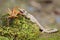 A Kuhl`s flying gecko is ready to prey on a cricket.