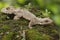 A Kuhl`s flying gecko resting.