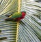 Kuhl\\\'s Lorikeet, Vini kuhlii