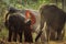 Kui`s young Women wearing native dresses are living with elephants. Asian woman hugging a big elephant in the Forest. Elephant