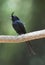 Kuifdrongo, Crested Drongo, Dicrurus forficatus forficatus