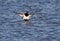 Kuifeend, Tufted Duck, Aythya fuligula