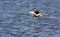 Kuifeend, Tufted Duck, Aythya fuligula