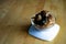 Kuih Puteri Mandi served on a bowl. Famous food during Ramadan in Kelantan, Malaysia. Made from glutinous rice flour, coconut,