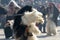 Kukeri, mummers perform rituals with costumes and big bells, intended to scare away evil spirits during the international festival