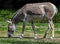 Kulan grazing on the lawn 3