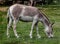 Kulan grazing on the lawn 4