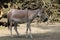 Kulan onager Equus hemionus