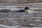 Kuldiga, Latvia - April 1, 2017: The diver is looking for hidden illegal fishing nets in the Venta River and under the waterfall.