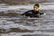 Kuldiga, Latvia - April 1, 2017: The diver is looking for hidden illegal fishing nets in the Venta River and under the waterfall.