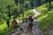 Kullu, Himachal Pradesh, India - September 02, 2018 : Shepherd and herd of sheep and cow in himalayas