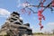 Kumamoto castle and Japanese apricot