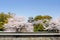 Kumamoto castle turret with sakura