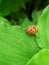 Kumbang (Epilachna sparsa)