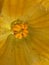 Kumda or pumpkin is a terrestria,Its flower is yellow colored,