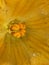 Kumda or pumpkin is a terrestria,Its flower is yellow colored,