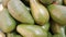 Kumpulan buah alpukat avocado fruits