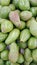 Kumpulan buah alpukat avocado fruits colony