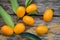 Kumquat