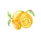 Kumquat Citrus Fruits