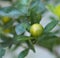 Kumquat Citrus Japonica Fruit