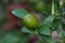 Kumquat or Citrus japonica slow growing evergreen short tree with single small unripe green with yellow dots fruit