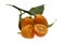 Kumquat Cumquat Fruit on Isolated White Background Close Up