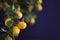 Kumquat fruit on the tree against a bluish black background