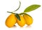 Kumquat fruits on a branch isolated