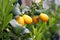 Kumquat fruits. Foliage and oval fruits.
