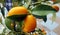 Kumquat fruits on the tree